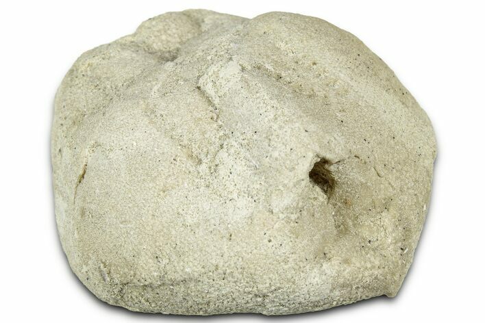 Miocene Heart Urchin (Echinocardium) Fossil - Maryland #327214
